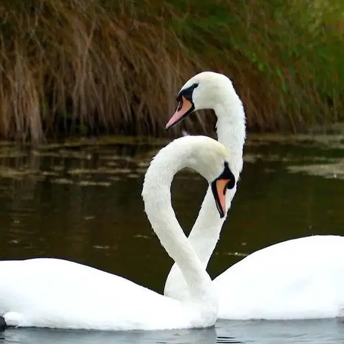 黑天鹅和白天鹅