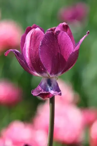 香蜜公园的2021年新春佳节,被各种鲜花包围着,尤其是以郁金香为主