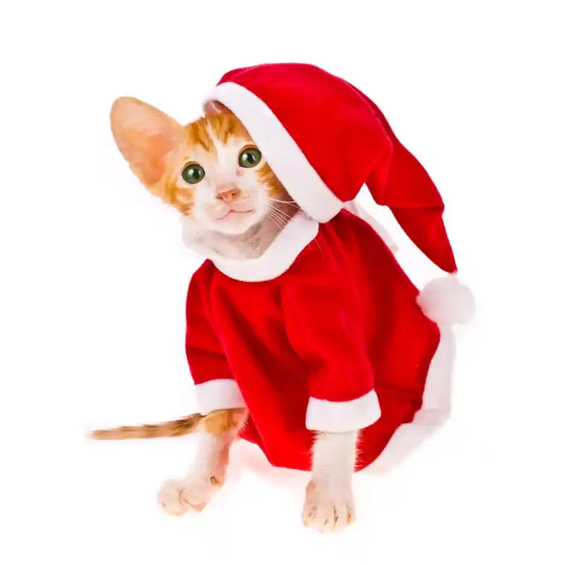 红色的小猫打扮成圣诞老人的样子