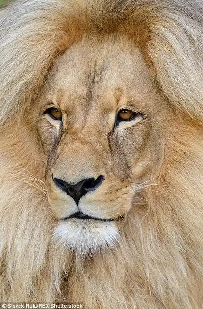 敢问这位金毛狮王你这发型小中分哪里剪的