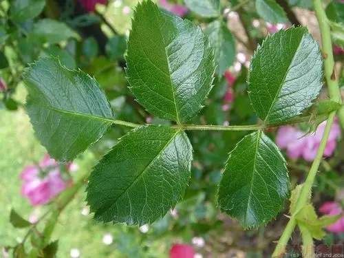 光叶蔷薇在现代月季育种中的应用23