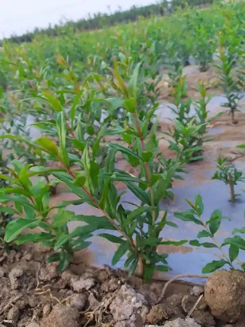 蒙阳红石榴苗 蒙阳红大石榴苗