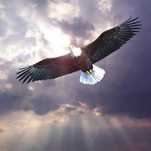 雄鹰展翅翱翔高清图片500x500分辨率