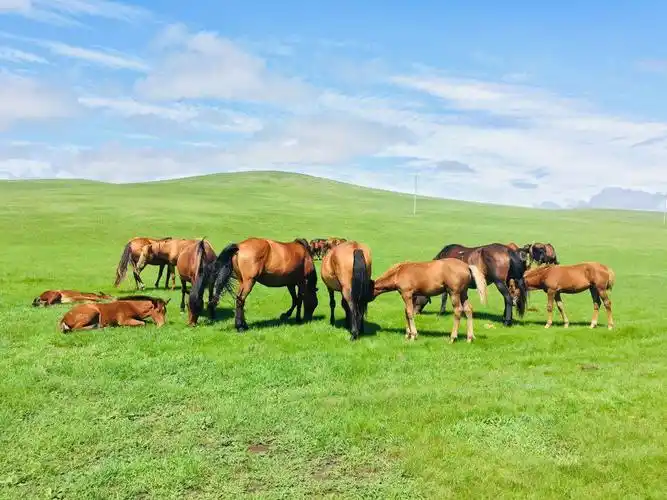 呼伦贝尔大草原风景实拍分享 - 健身娱乐旅游消费 - 得意生活-武汉