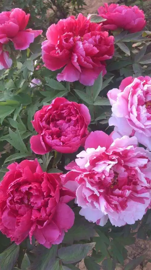 牡丹花开 醉满园!