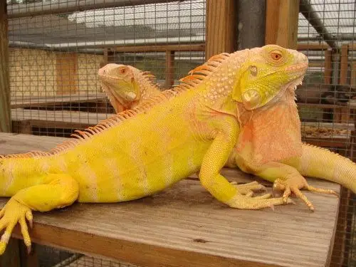 albino iguana 白化鬣蜥