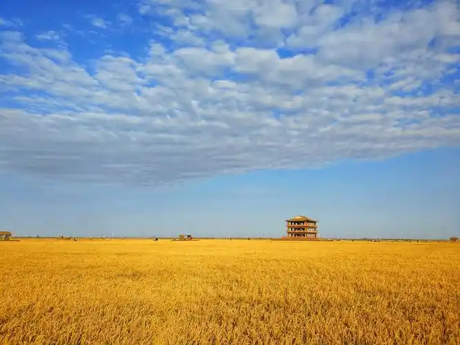 红海滩对面的金色稻田,倒是以外的惊喜,盘锦大米杠杠的