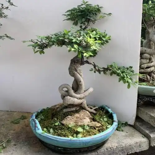 小叶榆树盆景植物绿植造型老桩高提根抱石大型室内悬崖式榔榆树桩盆景