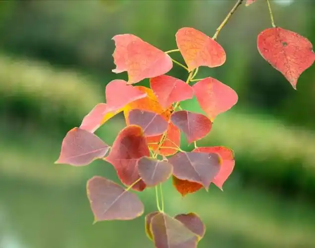 五彩乌桕叶2016年11月