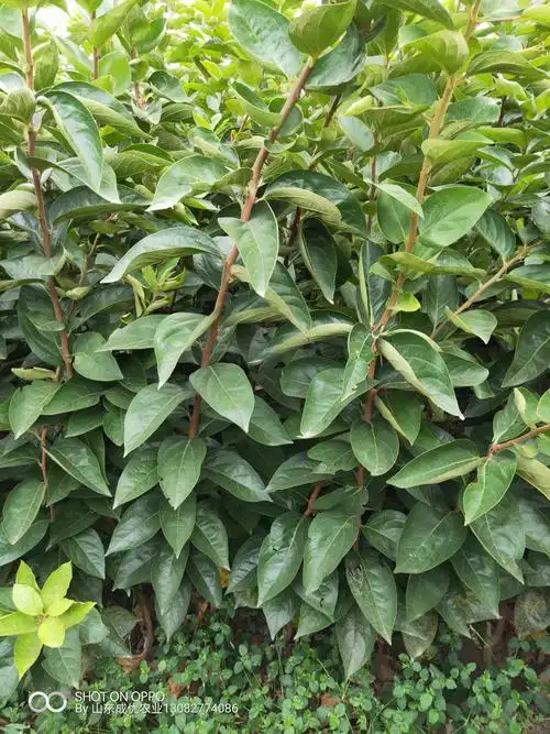 山楂苗山楂树苗图片