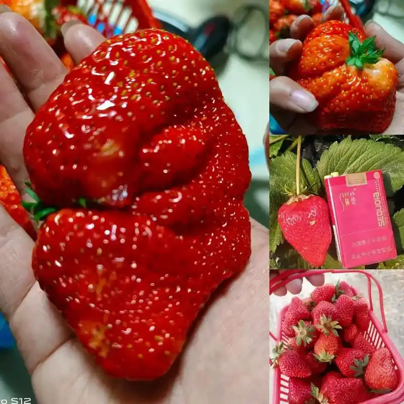 7878今天也是努力卖草莓 - 抖音