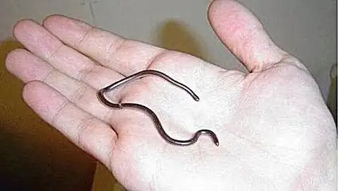 世界上最小的蛇,身长不到10厘米,却是农民伯伯的好帮手!