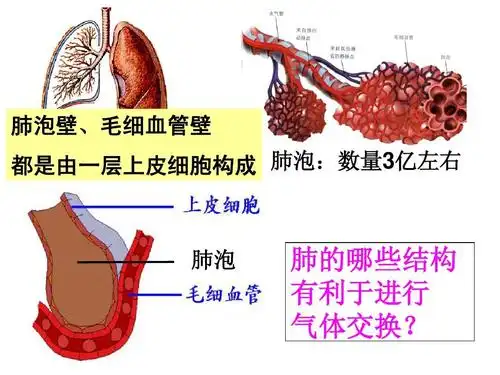 陈静人体的呼吸复习课件答案ppt