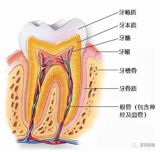 牙髓炎如何治疗牙髓炎可以保留活髓吗