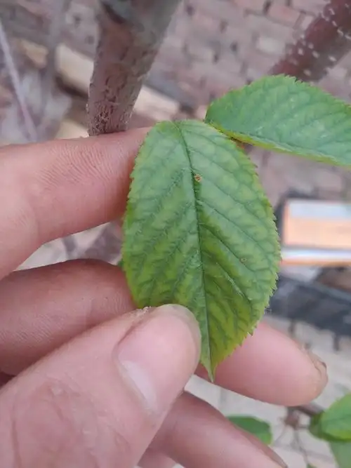 这樱桃树的叶子可以看出什么毛病吗