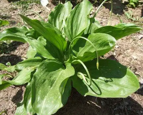 功效|有一种叫寒葱的的植物,功效胜过老山参,农民拿它换美金