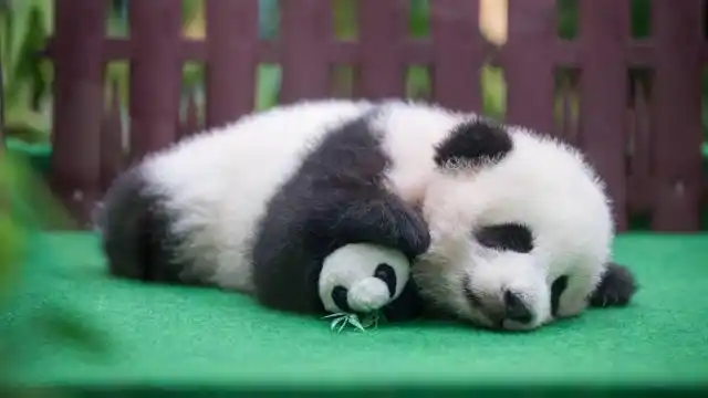 大熊猫金虎小时候的样子真的太可爱了我要拐走它