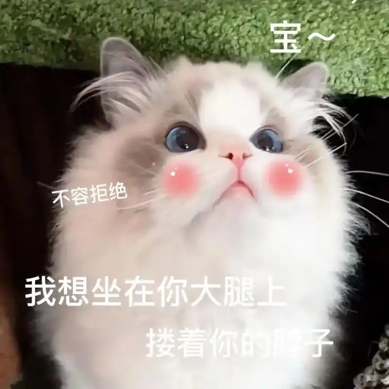艾特你想艾特的人 #猫咪表情包#神图壁纸  - 抖音