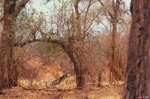 当动物玩起隐身你能找出几个?