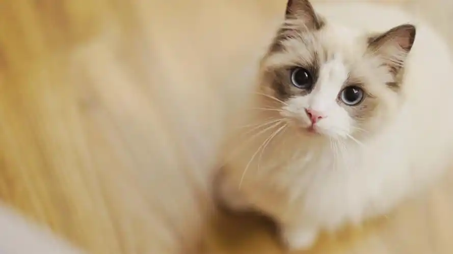 「布偶猫」zzzzzzzzzzzz