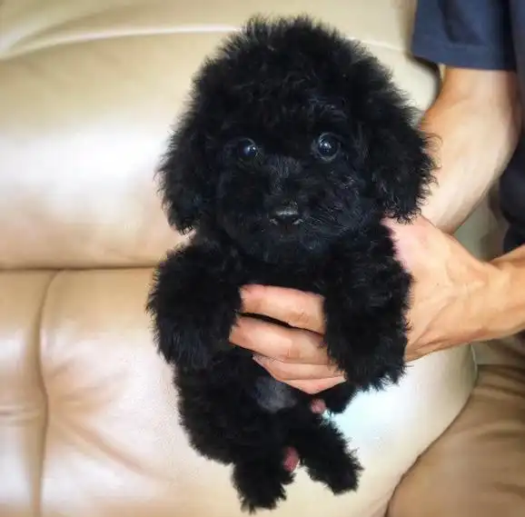 黑色泰迪狗图片造型(养泰迪) - 赤虎壹号