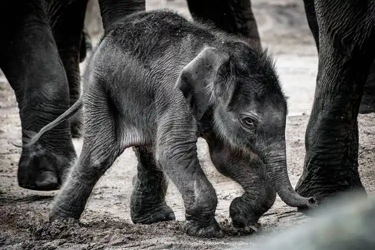 科隆动物园的新生小象