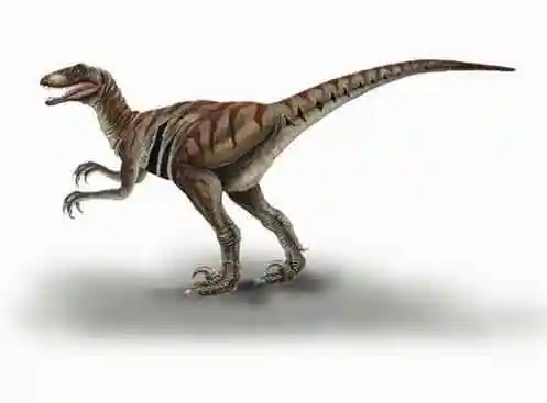 食肉恐龙骨骼上的咬痕,从而形成的模型可确定恐爪龙的牙齿大小和形状