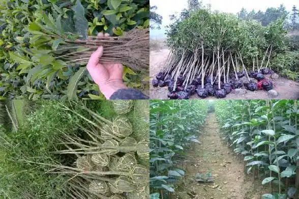 四季桂花树一年开几次花1680570812623