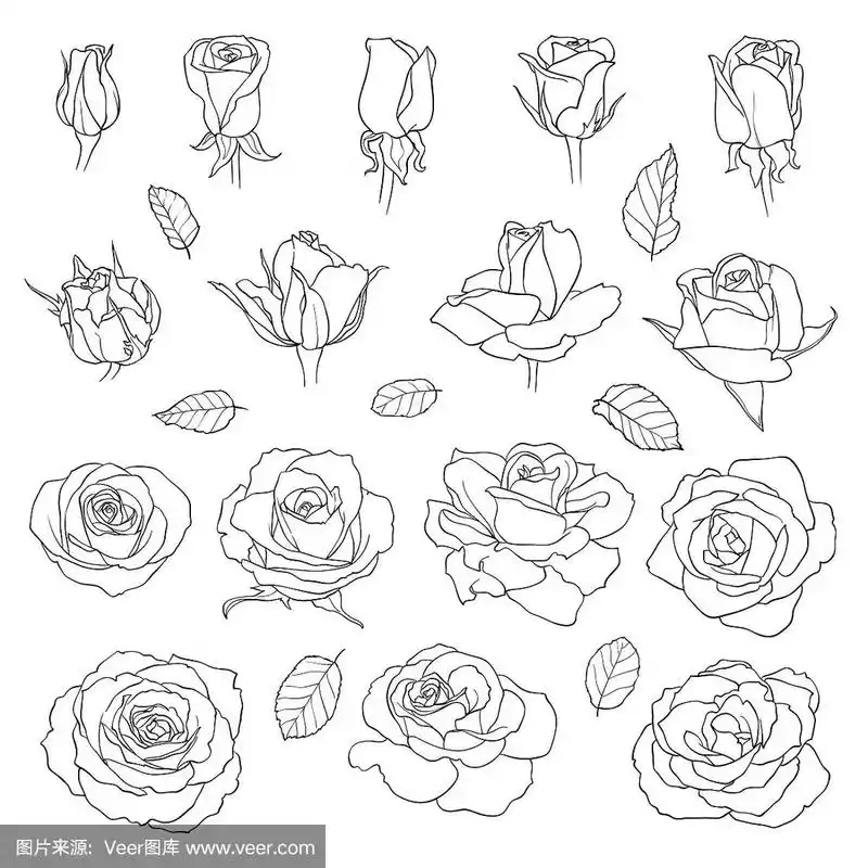 向量一组玫瑰.黑色手绘花孤立在白色背景.可以用来做婚礼请柬吗