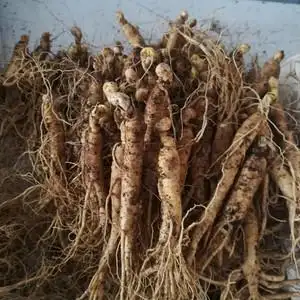 006人付款淘宝长白山带土西洋参鲜小西洋参苗盆栽结果花旗参种植500克