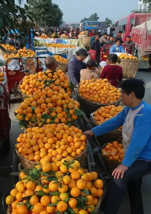 四川柑橘10月21日四川柑橘市场动态