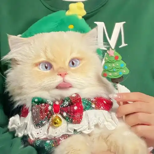 动物头像##猫咪##头像动物头像萌宠头像