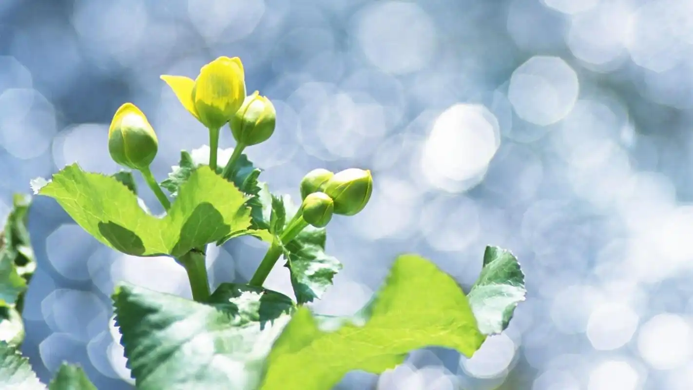 清新唯美绿色护眼植物高清桌面壁纸