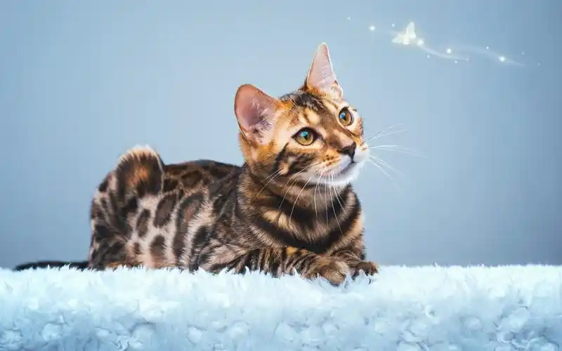 精选可爱萌猫咪壁纸_萌萌哒治愈系猫咪_动物壁纸