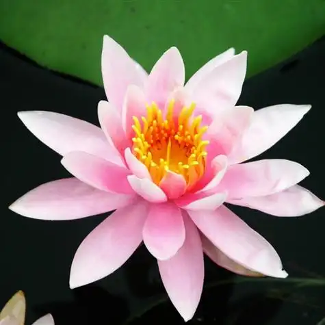 长辈专用头像图片,高清荷花图片适合长辈的微信头像_植物头像_头像屋