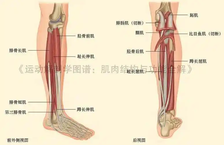 腓骨外侧肌,位于外侧;伸肌(踝关节背屈肌),位于前侧;小腿肌群包括3组
