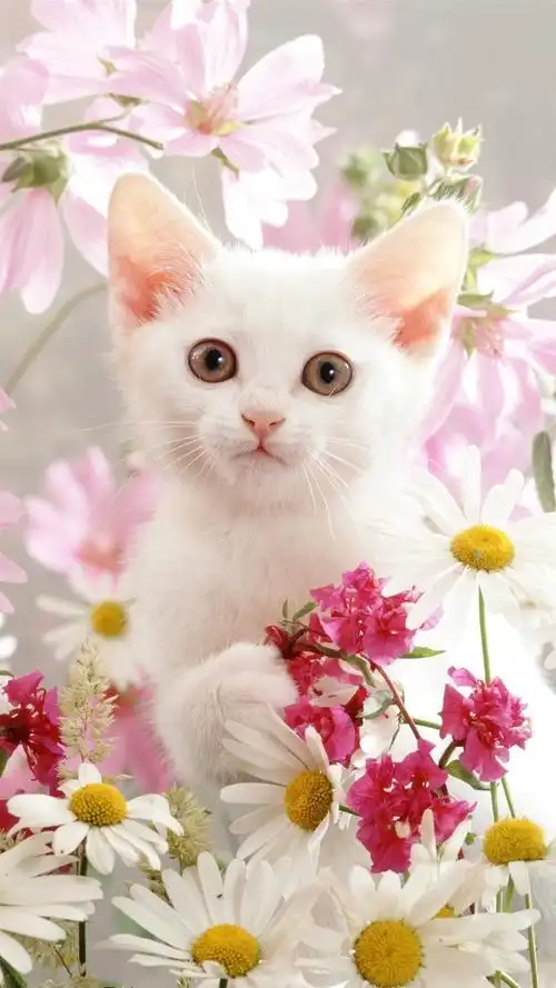 猫咪- 堆糖,美图壁纸兴趣社区