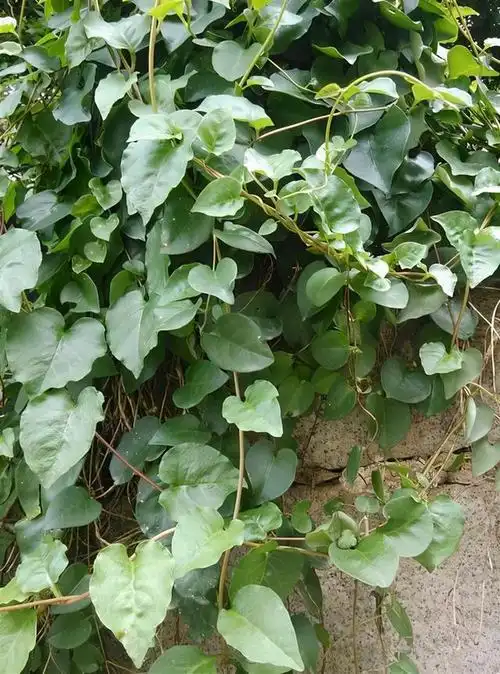 藤三七的藤条要如何处理,盆植栽种注意多