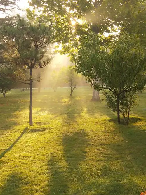 中心花园清晨的阳光