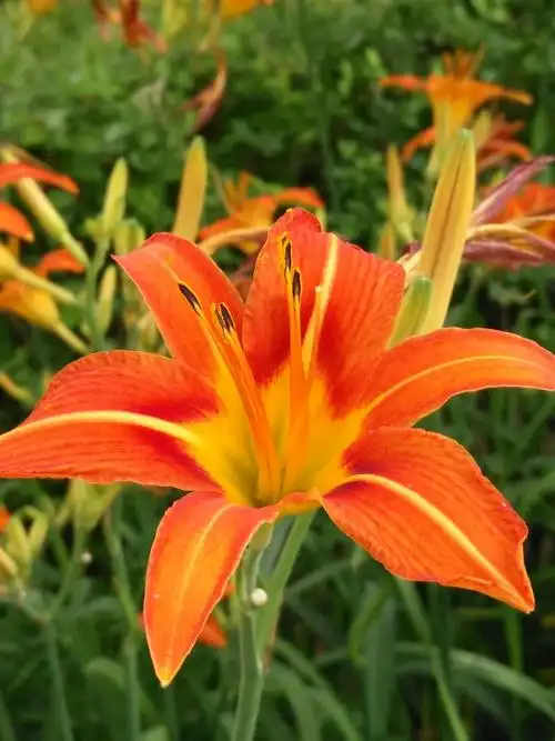 中国的母亲花——萱草花(手机版)