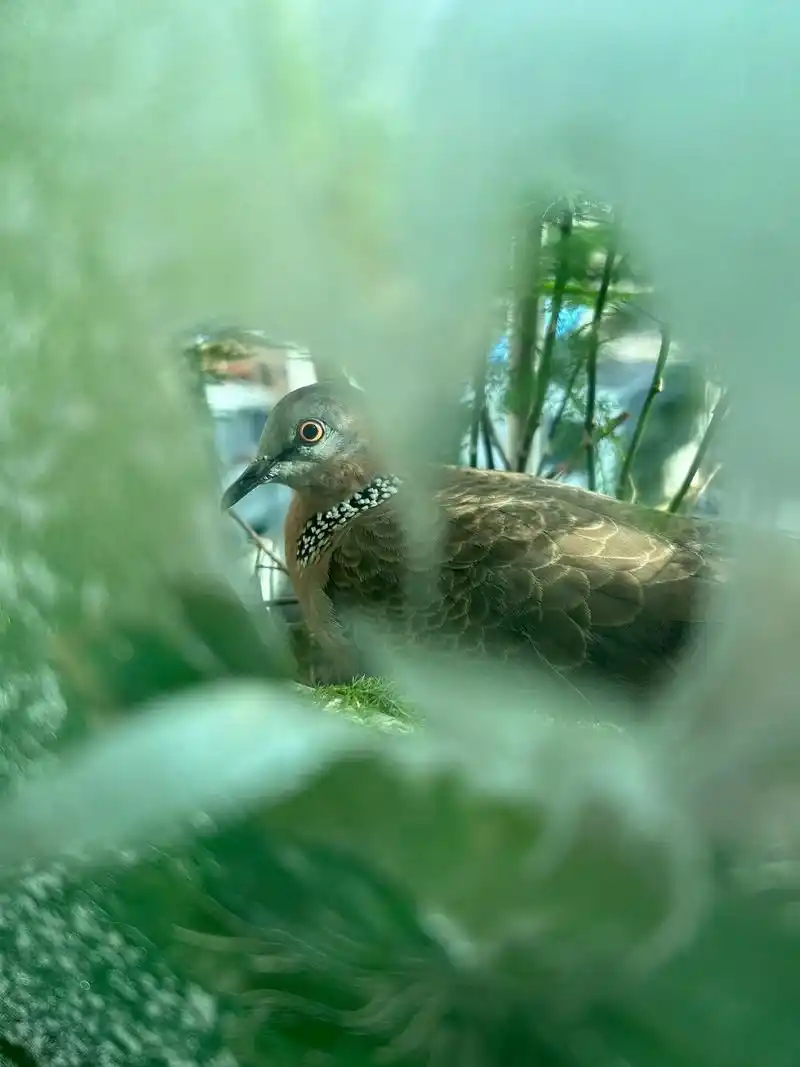 珠颈斑鸠代表吉祥,象征着情谊深厚和真诚永恒也寓意着天赋吉运和 - 抖