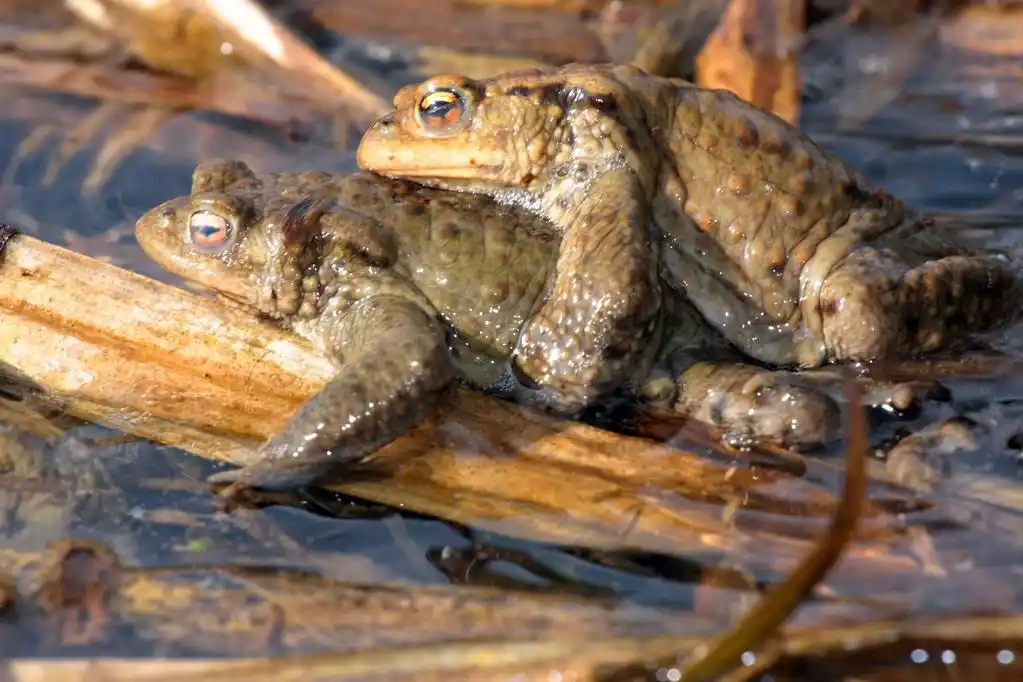 两个蟾蜍,在沼泽里的两只青蛙的交配