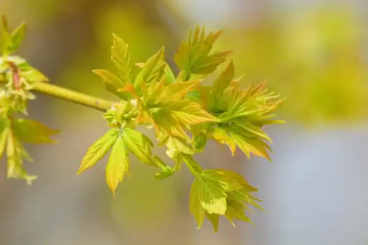 白蜡树嫩叶,原创拍摄_高清图集_新浪网