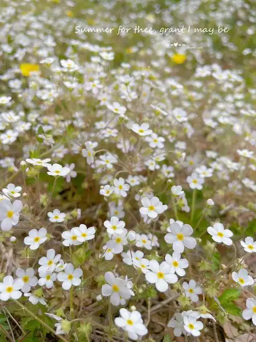 点地梅|零落一地的温柔