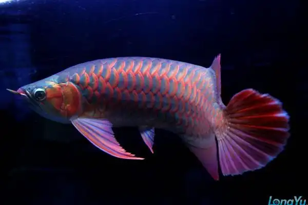 深海龙鱼与龙鱼