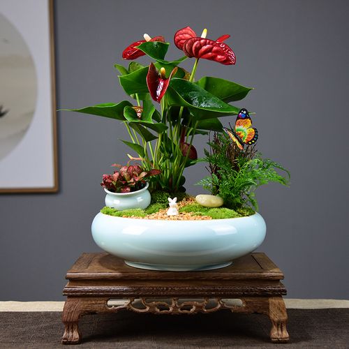 (今日3.3折)红掌盆栽一帆风顺盆景鸿运当头办公室内客厅花卉绿植四季