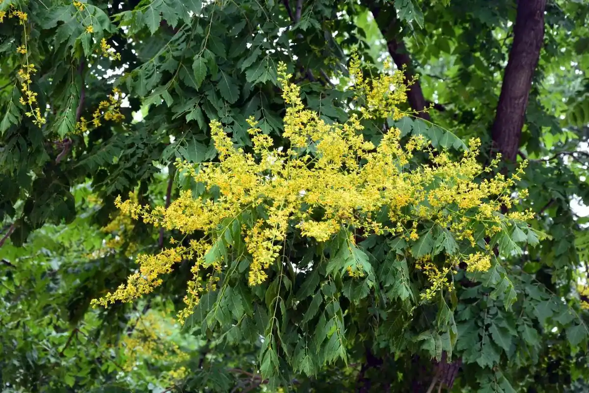 色彩多变的栾树花#栾树花 #生如夏花 #每种绽放都有力量