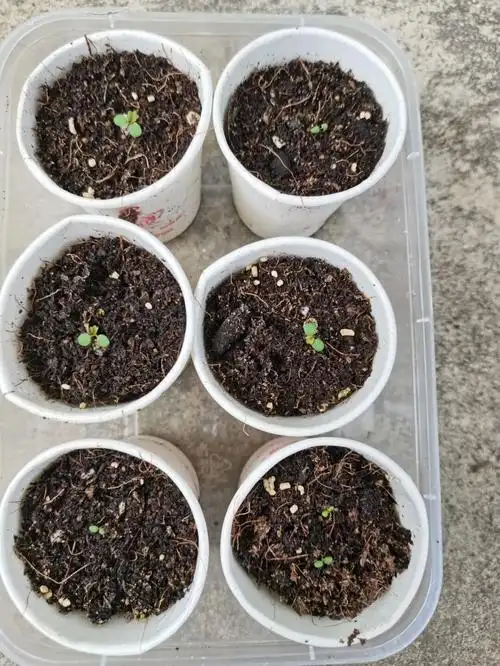 籽播草莓苗从小到大