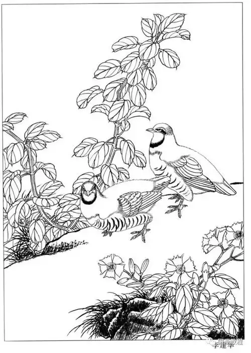 宋画,锦鸡,鸡,鸳鸯白描大图,太全了