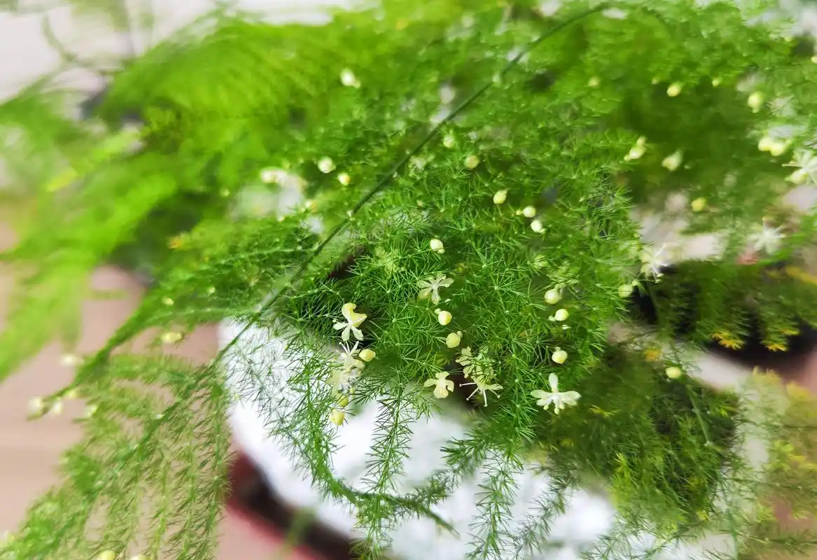 养文竹,要做3件事,不黄叶不干枯,枝叶翠绿清新